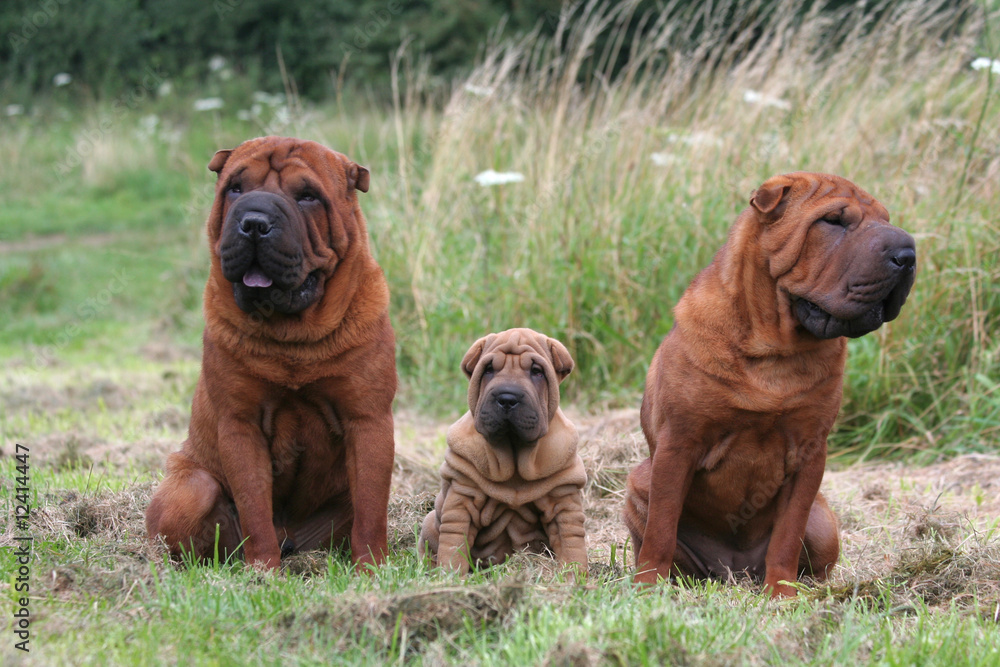 Une jolie famille de Shar pei sagement assis de face Une jolie famille de Shar pei sagement assis de face