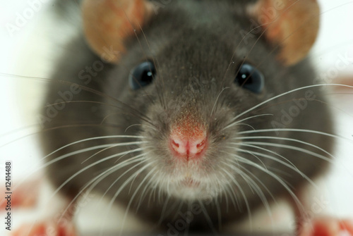 a rat looks at you