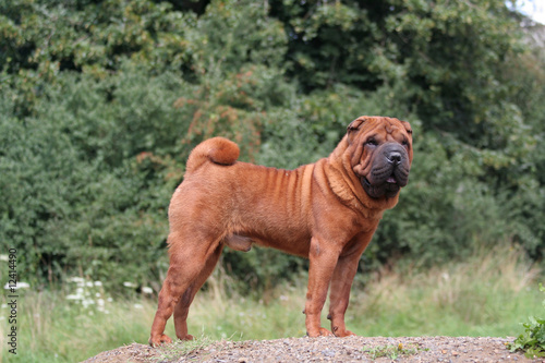 Le Shar pei fauve de profil à la campagne photo