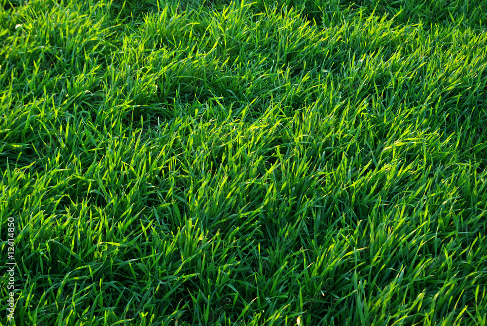 green lawn green lawn