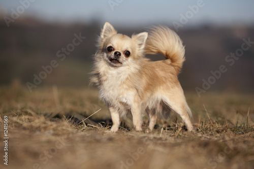 Fotografia chihuahua à poil long de profil,trois quart,jolie lumière