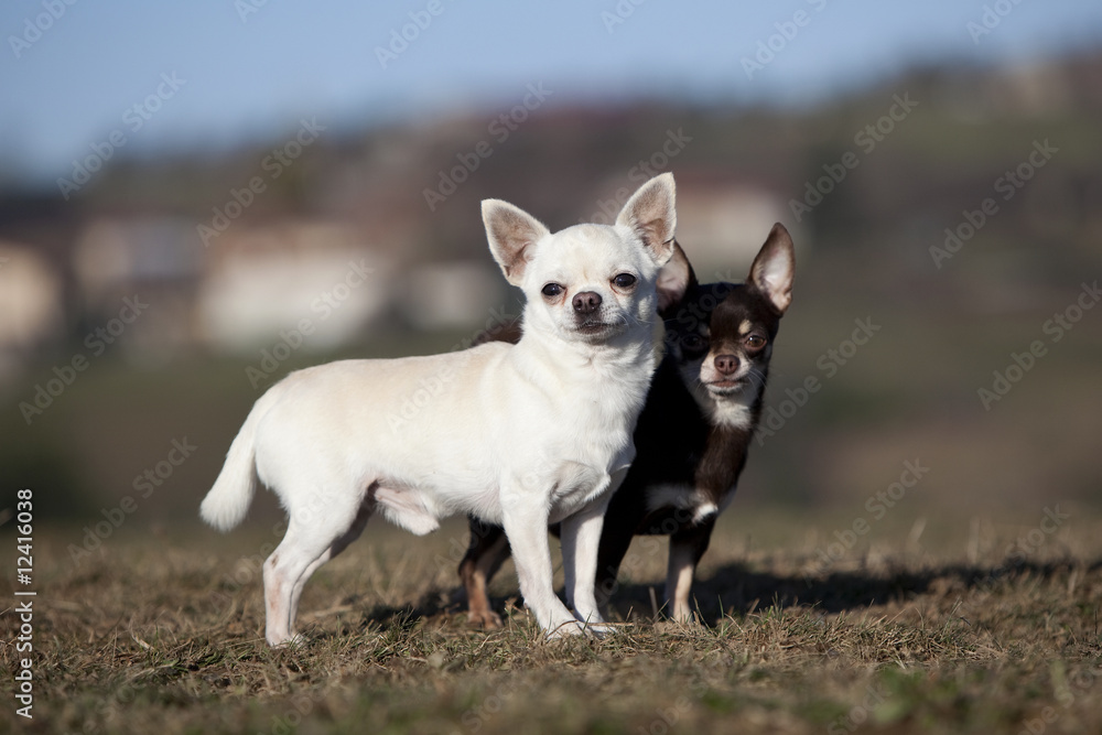 deux chihuahuas ensemble de profil,serrés l'un contre l'autre deux chihuahuas ensemble de profil,serrés l'un contre l'autre