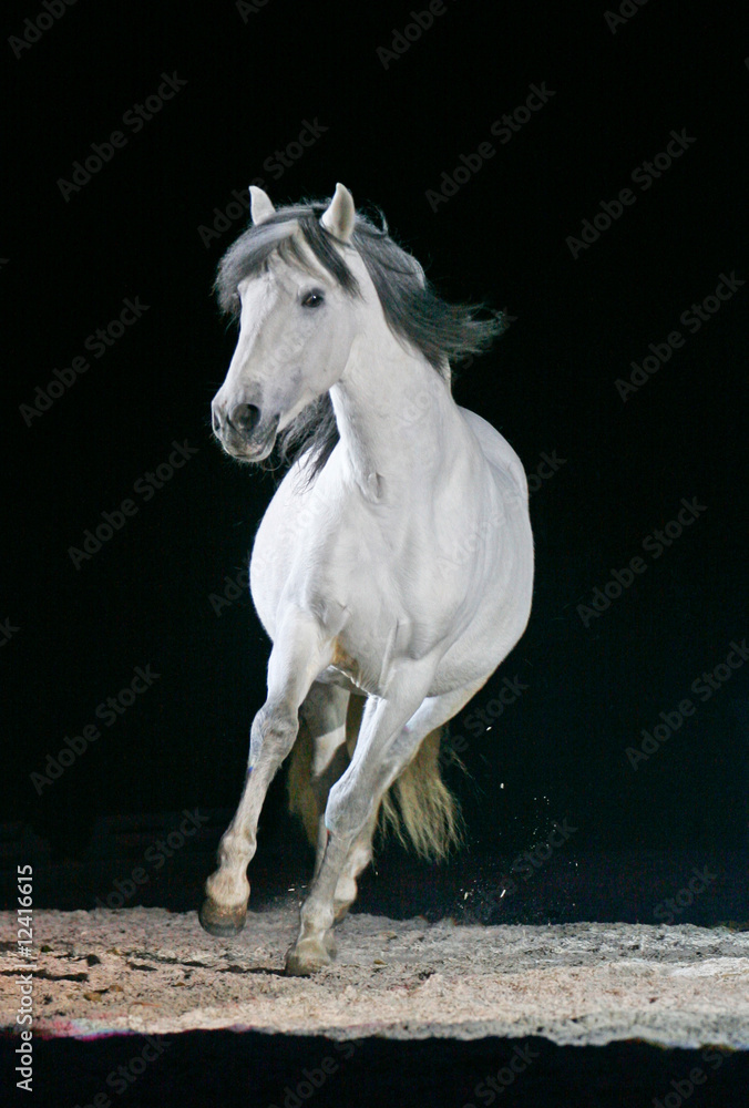Fototapeta premium Weißes Pferd