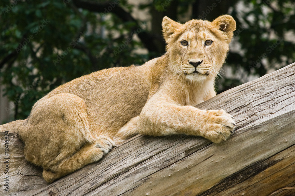 Young lioness Young lioness