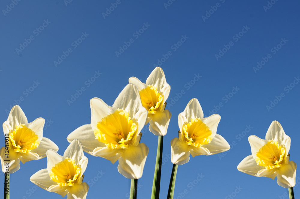 daffodils against the sky