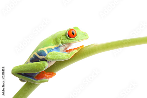 frog on stem isolated on white - red-eyed tree frog