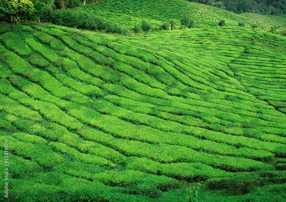beautiful tea plantation