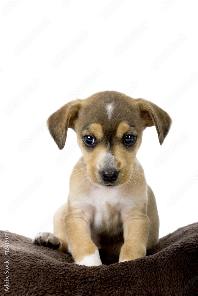 Cute Puppy Cute Puppy