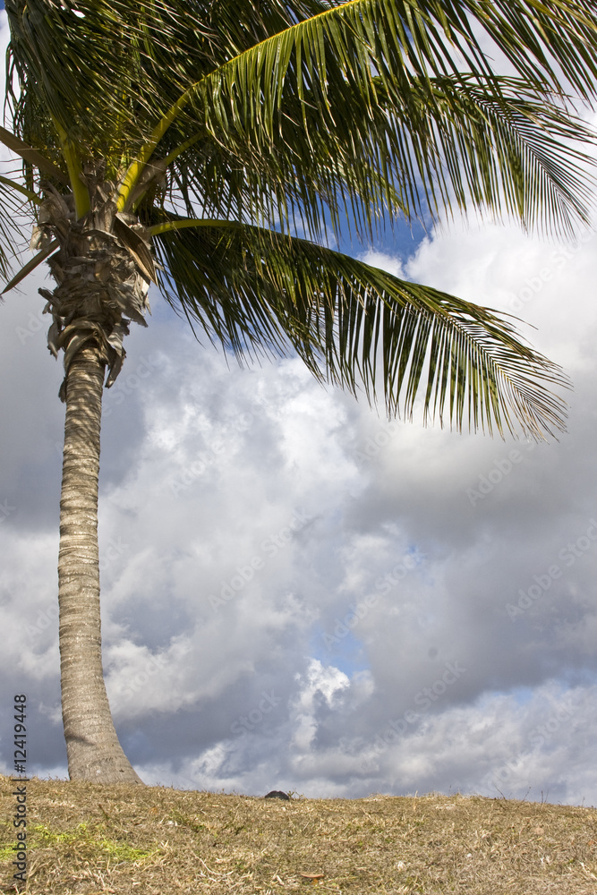 Naklejka Palm tree on the ocean in Miami