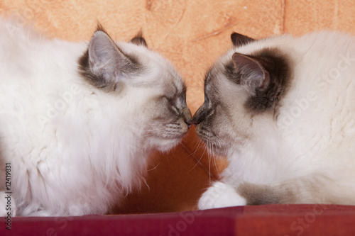 Fototapeta Naklejka Na Ścianę i Meble -  deux sacrés de birmanie face à face - confrontation