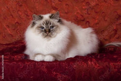 Fototapeta Naklejka Na Ścianę i Meble -  chat sacré de birmanie recroquevillé de face prêt à sauter