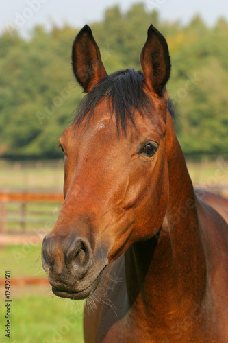 Pferd - Portrait