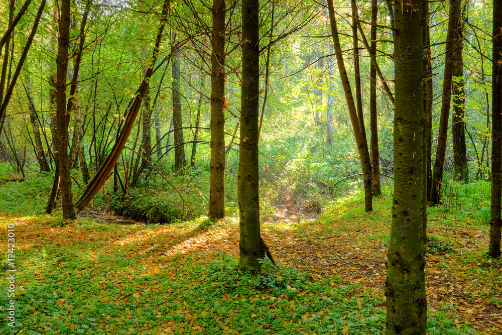 Naklejka premium brook in the forest