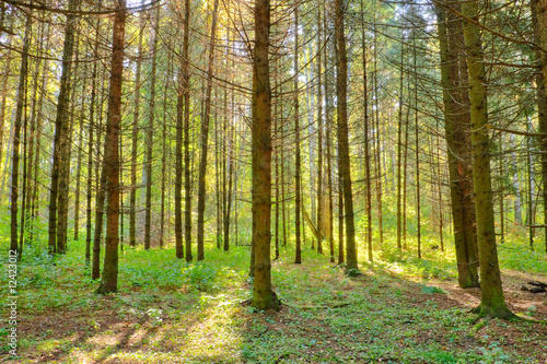 Fototapeta Naklejka Na Ścianę i Meble -  sunlight rays in the forest