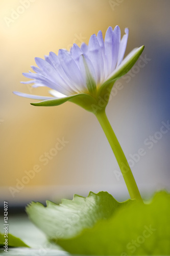 lotus