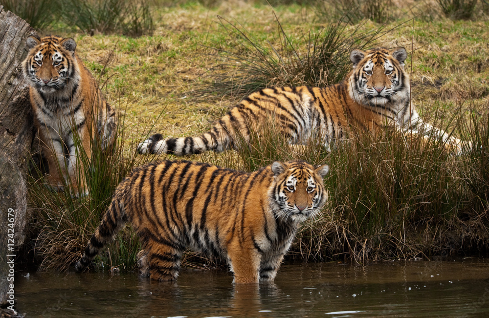 Fototapeta premium Siberian Tiger cubs