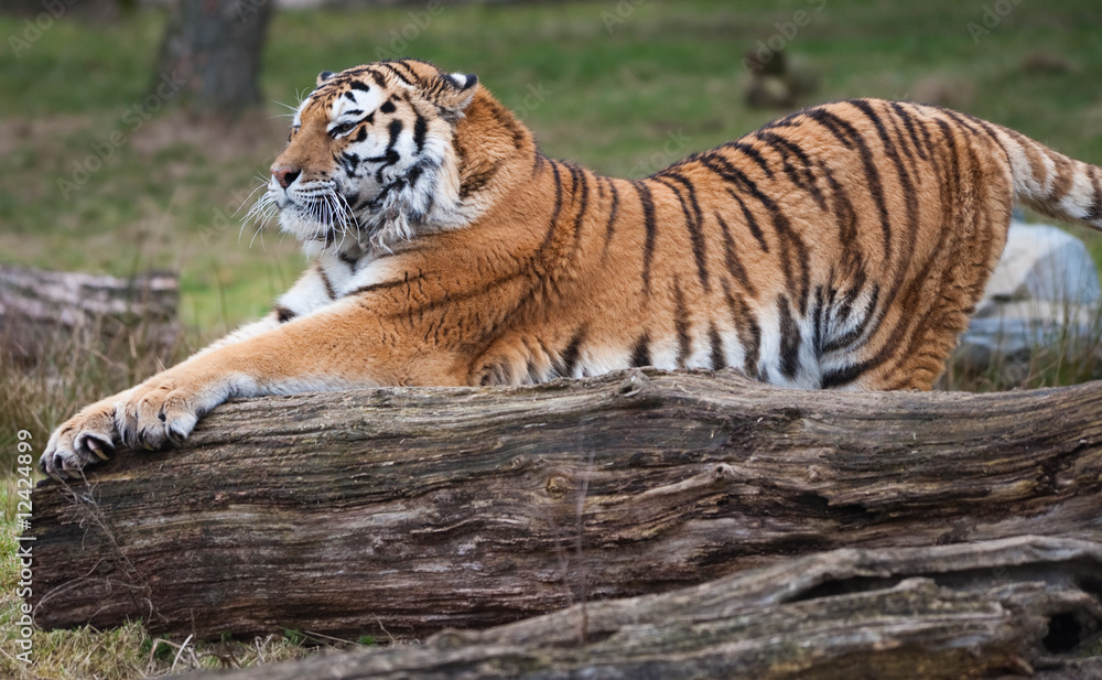 Obraz premium Siberian tiger