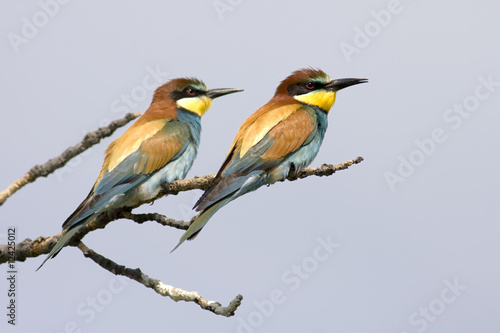 cuple of bee eater waiting for food in a branch