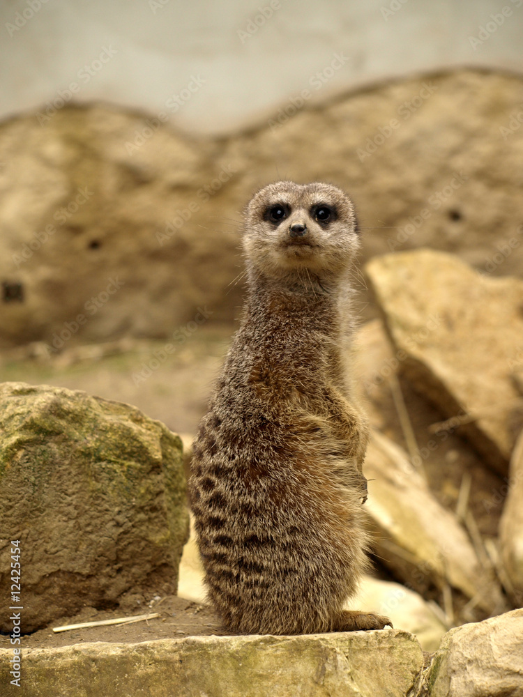 Fototapeta premium suricate