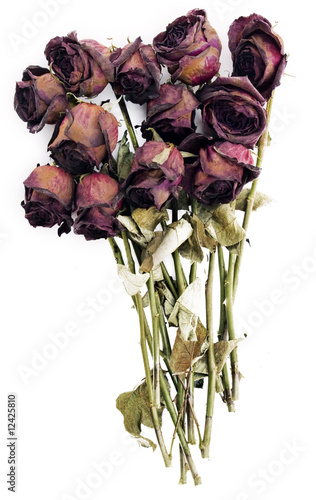 Old dried red roses against a white background
