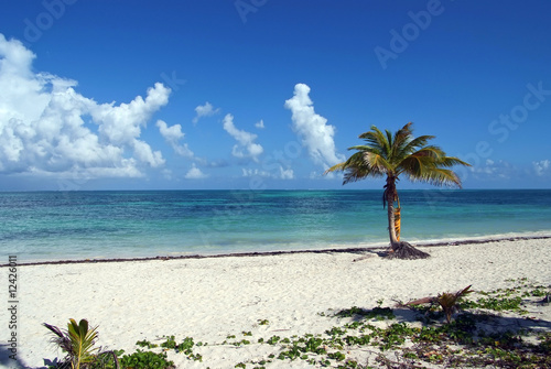 Fototapeta Naklejka Na Ścianę i Meble -  one palm beach