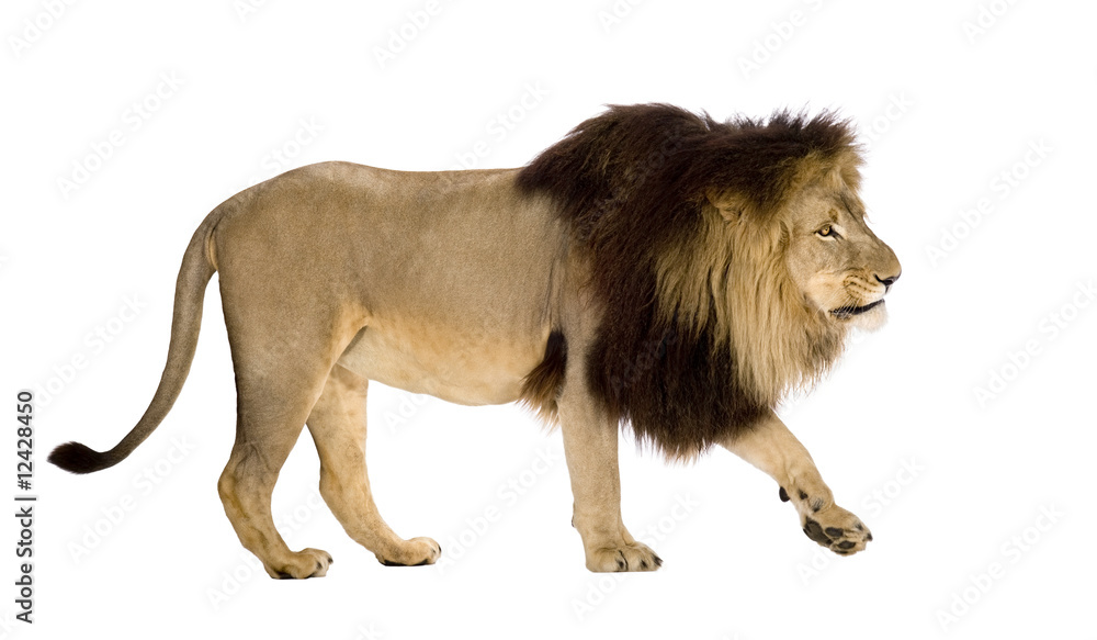 Naklejka premium Lion (4 and a half years) - Panthera leo