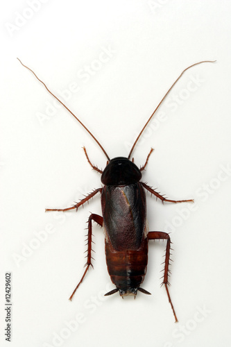 Cockroach on white background © Ivelin Radkov