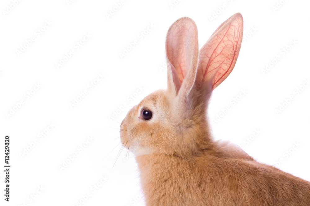 Naklejka premium Young red rabbit isolated on white background