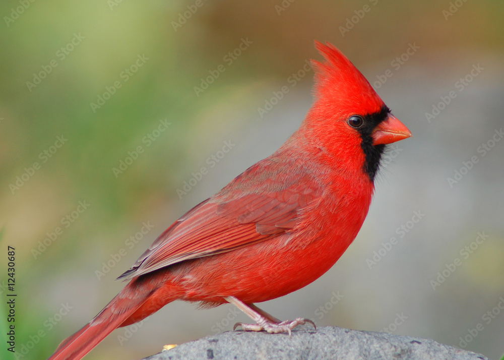 Obraz premium Northern Cardinal