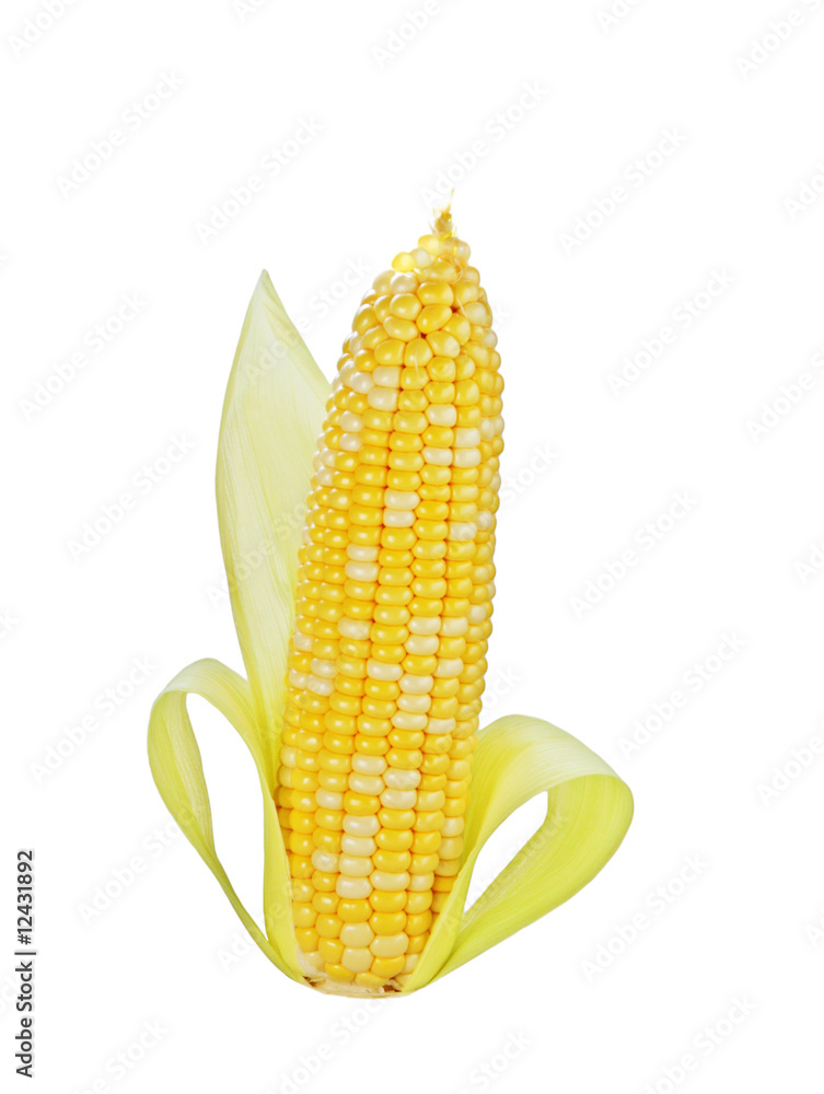 Obraz premium Sweet Corn
