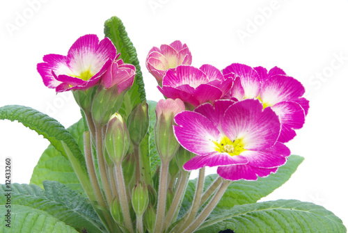 Primel - primrose 02