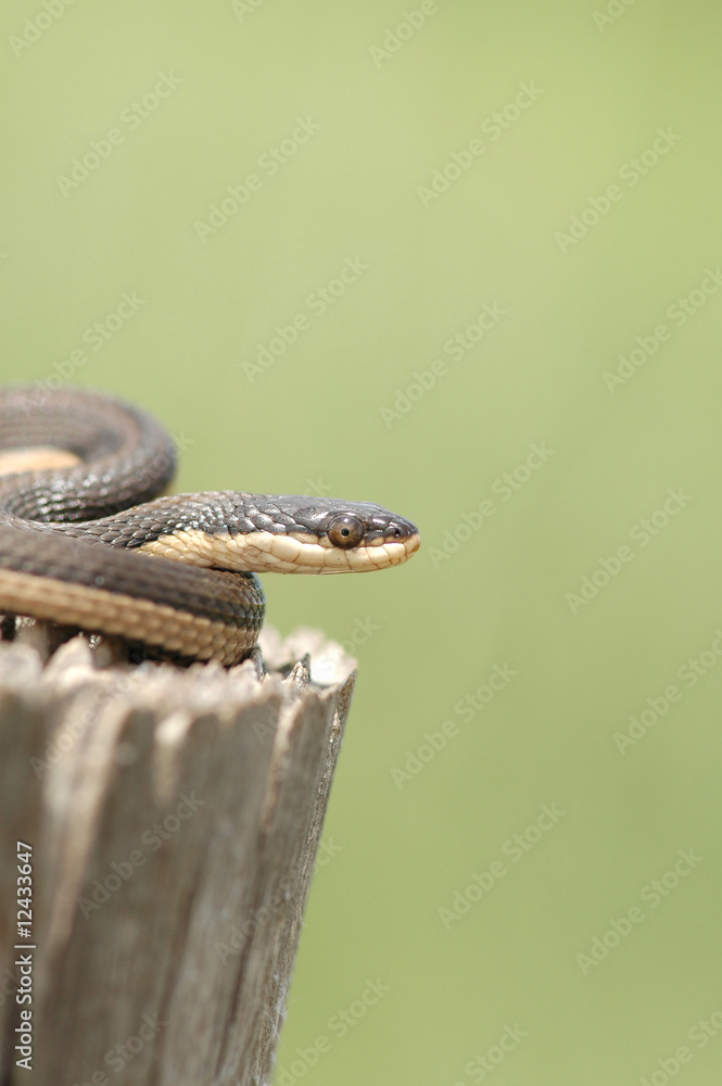 Obraz premium Regina grahamii