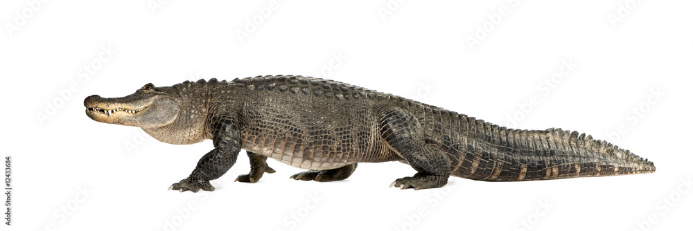 Obraz premium American Alligator (30 lat) - Alligator mississippiensis