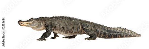 Carta da parati American Alligator (30 years) - Alligator mississippiensis