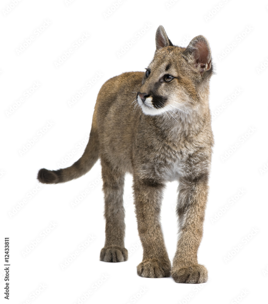 Fototapeta premium Puma cub - Puma concolor (3,5 months)