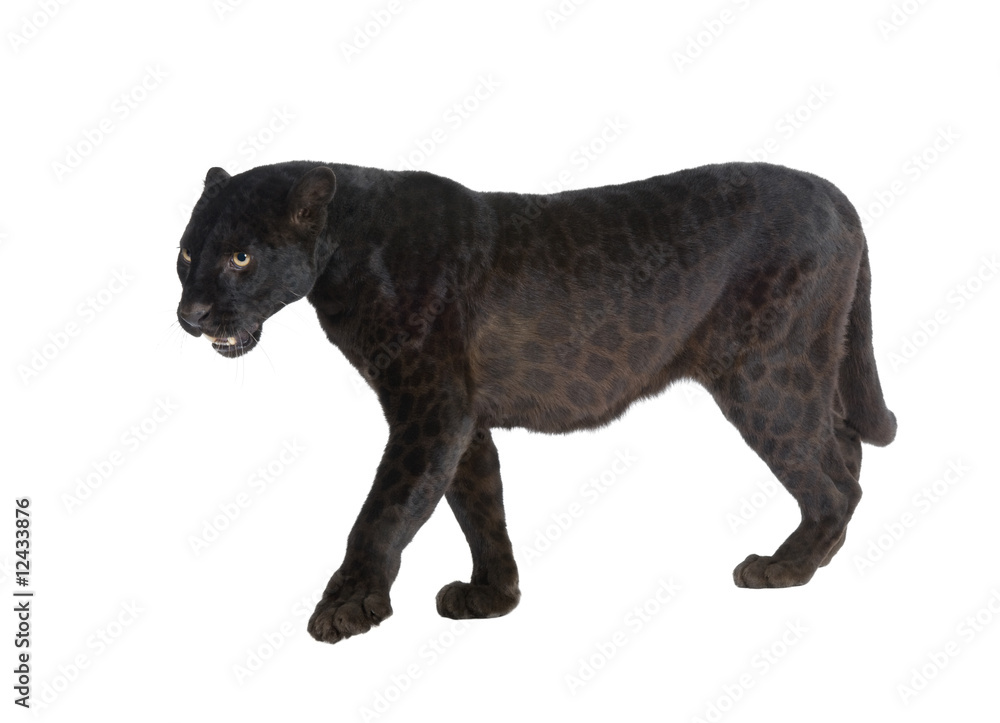 Naklejka premium Black Leopard (6 years)