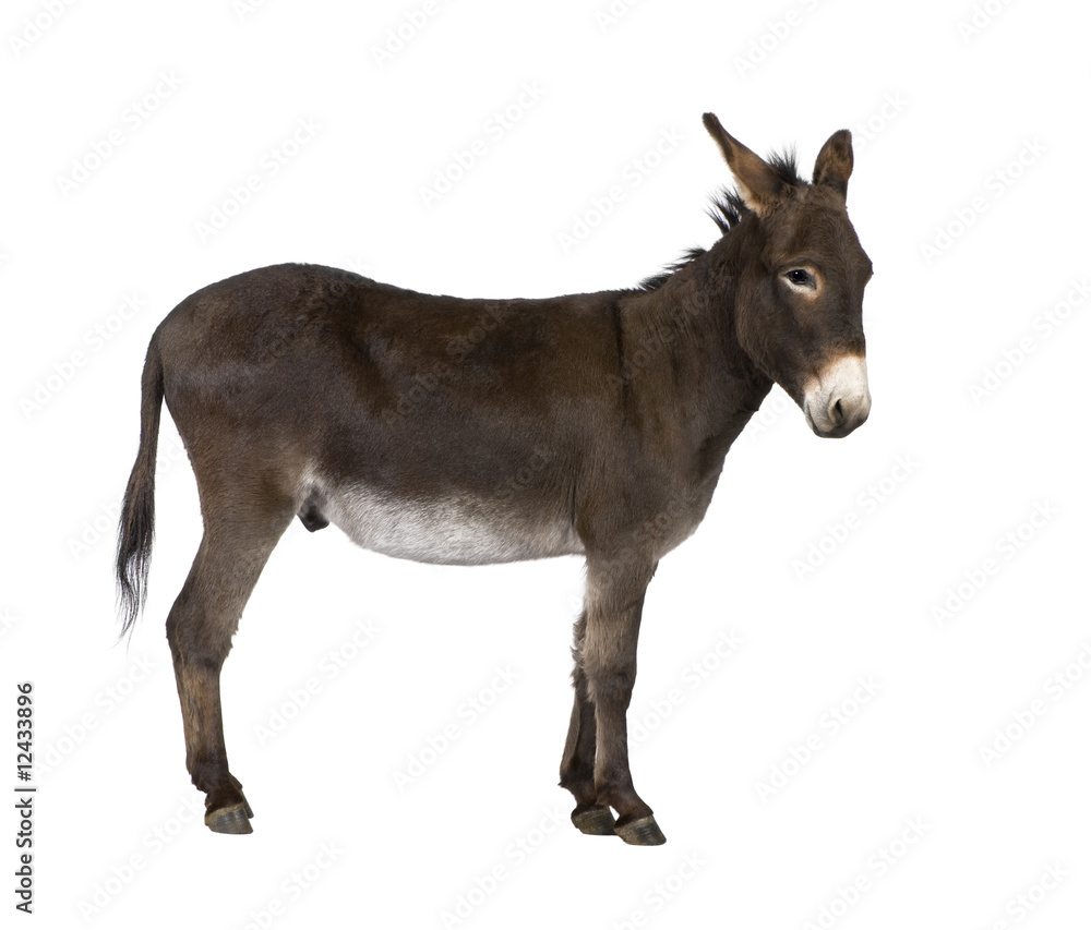 Obraz premium donkey