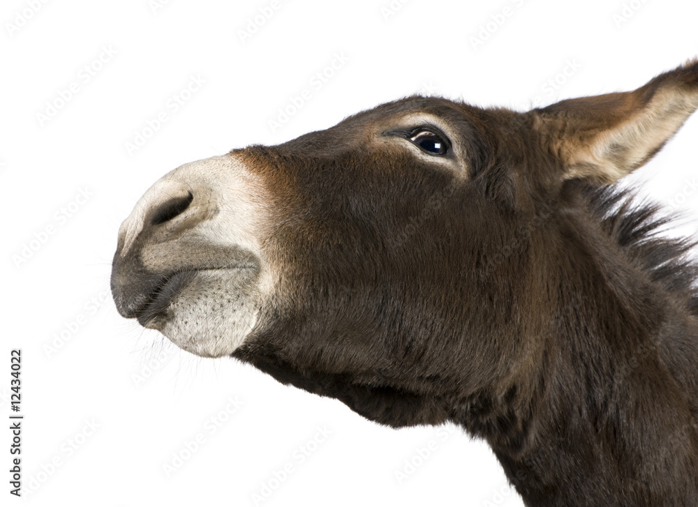 Obraz premium donkey