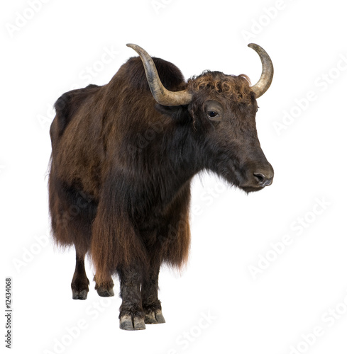 Bilde på lerret Yak
