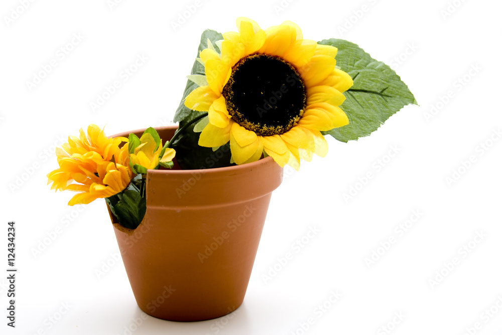 Obraz premium Blumentopf