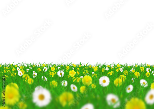 Fototapeta Naklejka Na Ścianę i Meble -  Blumenwiese