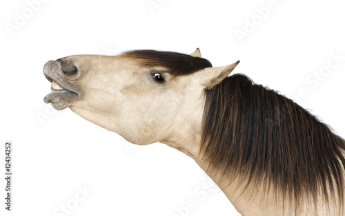 horse