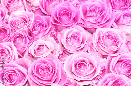 big bunch of multiple pink roses of a bride