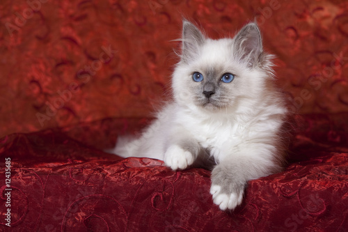 chaton sacré de birmanie attentif sur tissu rouge
