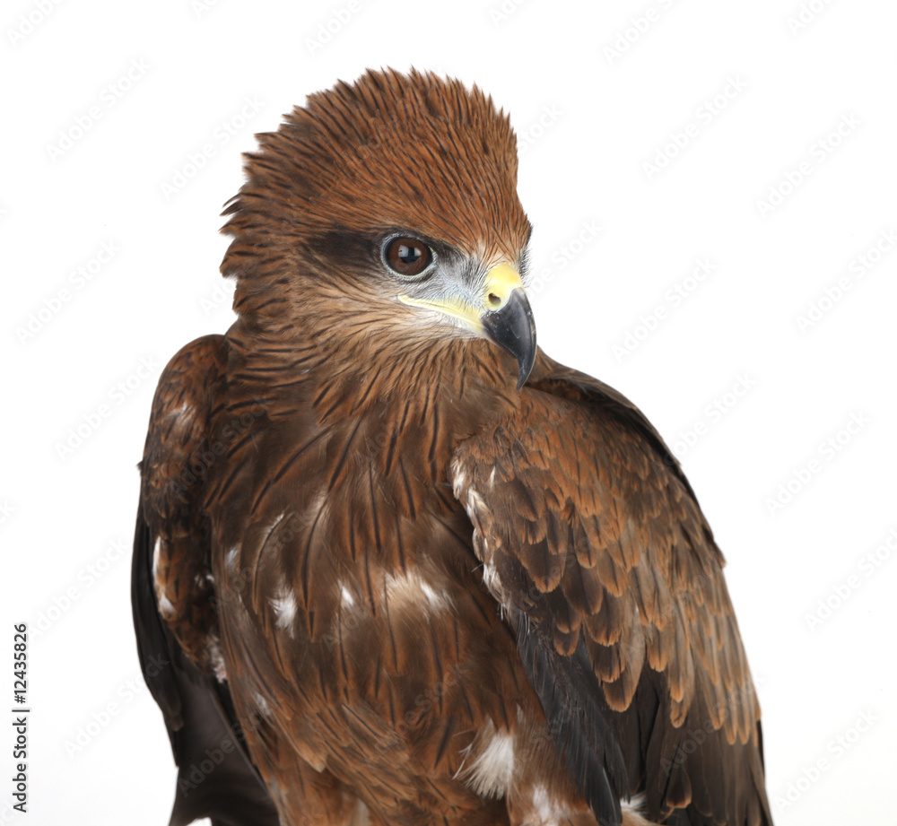Obraz premium hawk