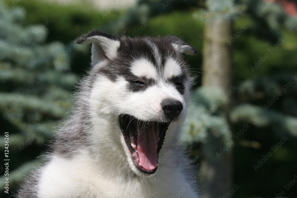 Obraz premium le chiot husky baille de face