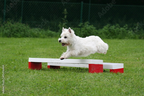 le saut de haie du terrier d'écosse au concours d'agility