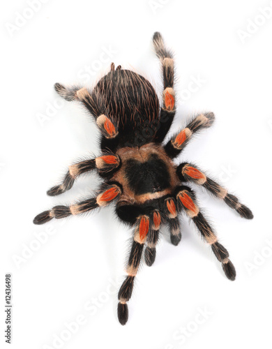 Photo tarantula