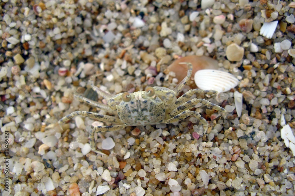 A camouflaged crab at the beach