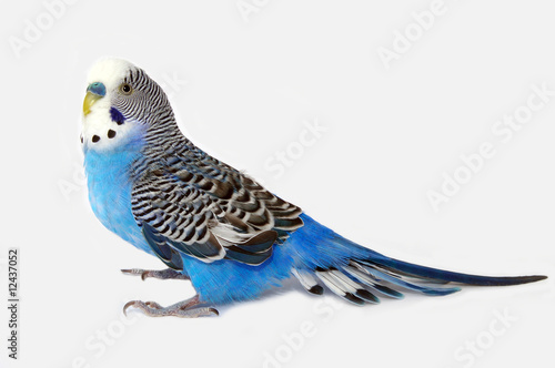 Blue wavy parrot on light background